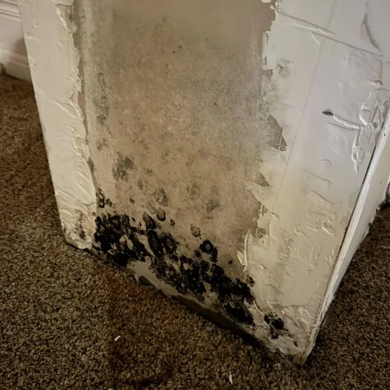 Professional Mold Removal in Forest, VA